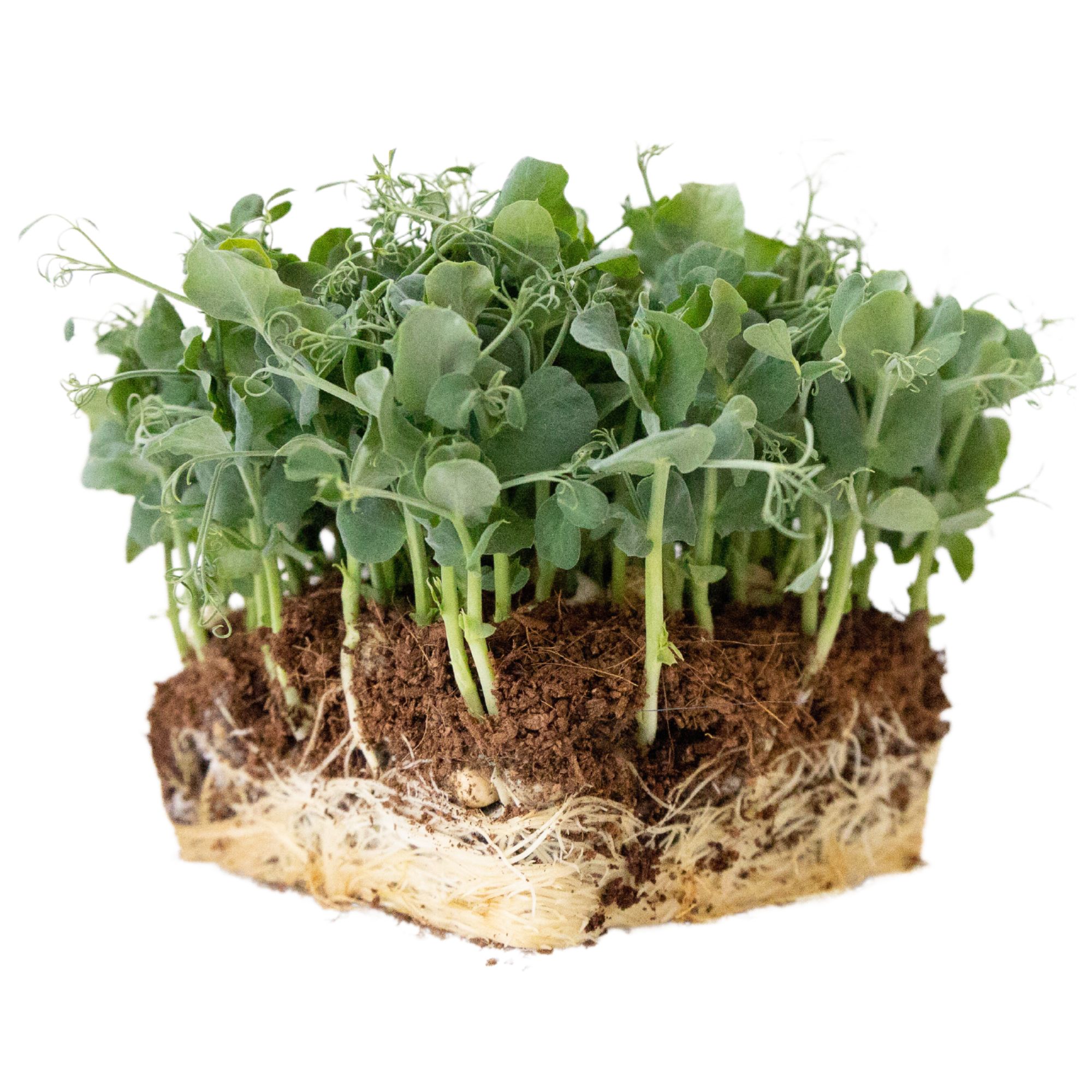 Parsley Pea Seeds for Planting - 25 Lb ~48,000 Seeds - Bulk, Wholesale - Microgreens & Vegetable Gardening